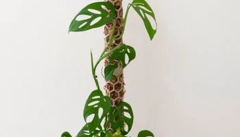 Moss pole