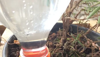 Устройство подачи воды для растений...... 2
