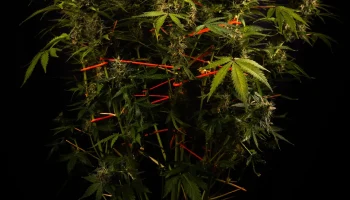 Организатор Bud (похож на SCROG)