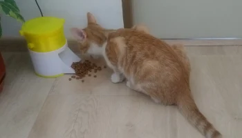 Маленькая кормушка для кошек