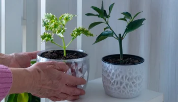 Дизайнерская крышка для вазона с узором Вороного...... 1