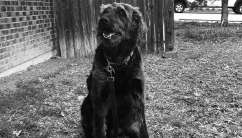 PupArdrino Doggy Talker - разговорный ящик для вашего пит... 8