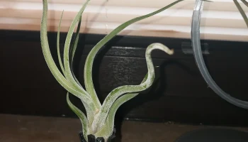 упрощенный Airplantvase использует последние несколько ме... 1
