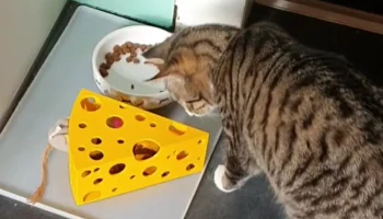 Сырная игрушка для кошек