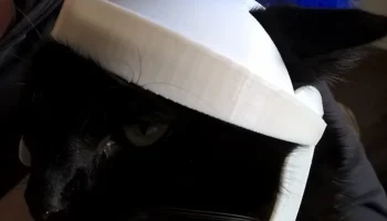 римский кошачий шлем 4