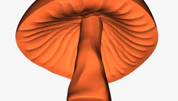 Mushroom 1