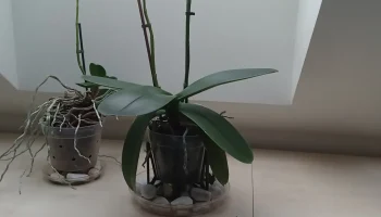 Модульная подставка для вазы с орхидеями минимального диз... 1