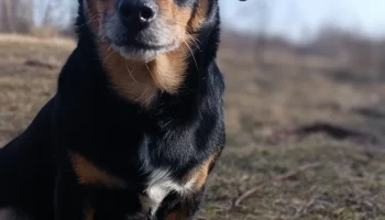 Мяч Вороного ТПУ 2