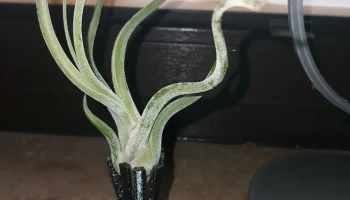 упрощенный Airplantvase использует последние несколько ме...