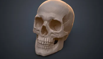 Анатомически правильный череп человека (Homo Sapiens Sapi...