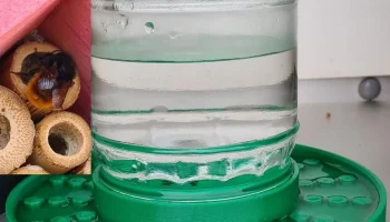 Bienen-/Insektentr&auml;nke, Biene, Tr&auml;nke, Wasserspender поил... 1