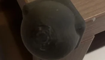 Экен Шютц