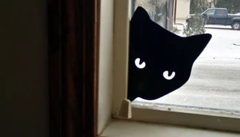 Подглядывающий кот 1