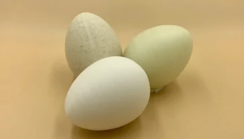 Egg 1