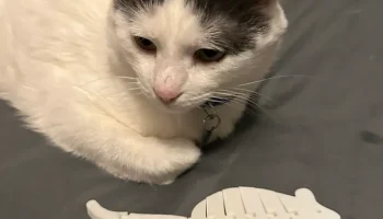 Игрушка для кошек Wiggly Mouse