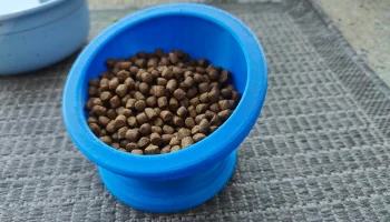 Миска для кошачьего корма 1