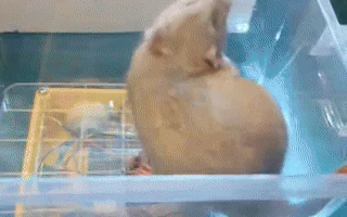 Rat Car 3