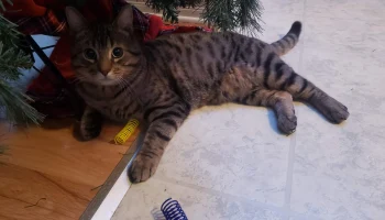 Производитель весенних игрушек для кошек......... 2