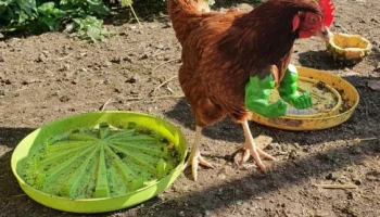 Силач Халк Куриные Руки