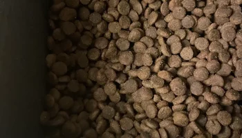 Cat feeder 3