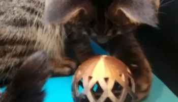 Cat toy