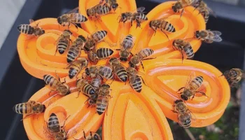Bienentr&auml;nke f&uuml;r den Garten Biene полив для пчел в саду.....