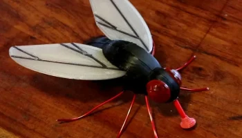 Giant Fly
