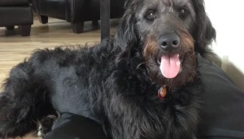 PupArdrino Doggy Talker - разговорный ящик для вашего пит... 5