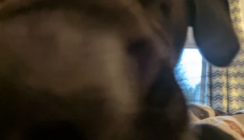 СОБАКА. (Ду-ду-захватчик для получения)............ 3