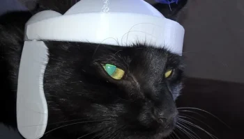 римский кошачий шлем 5