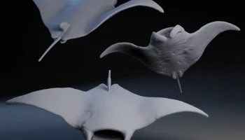Manta Ray