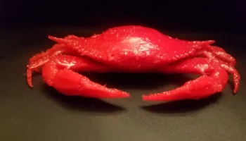 Мэрилендский синий краб 3