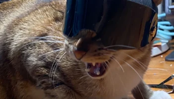 Cat Helmet 3