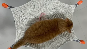 кошачий гамак (кошачья лежанка) 4