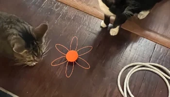 Простая игрушка для кота