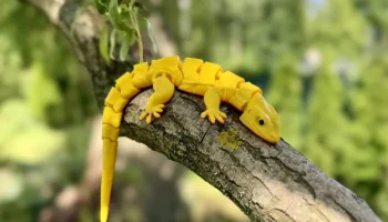 Гибкая шарнирно-сочлененная пустынная ящерица.........