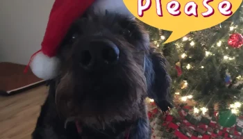 PupArdrino Doggy Talker - разговорный ящик для вашего пит... 4