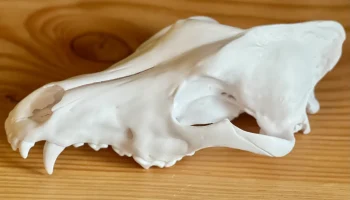 Череп серого волка (Canis lupus) 1