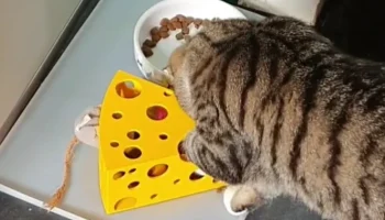 Сырная игрушка для кошек 1