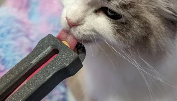 Улучшенный дозатор лакомств для кошек, которые можно лиза...