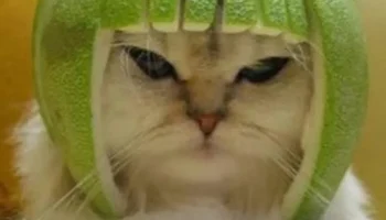Арбузный шлем для калийского кота... 1
