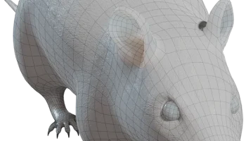 Street rat 1