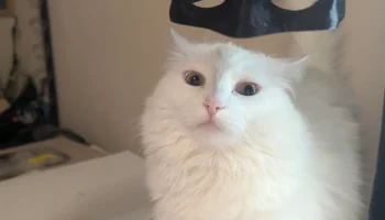 Маска Бэтмена Летучая мышь Кот Еще проще............