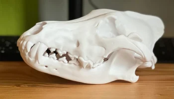Череп серого волка (Canis lupus)