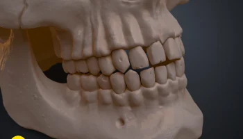 Анатомически правильный череп человека (Homo Sapiens Sapi... 1