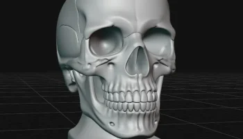 skull bust
