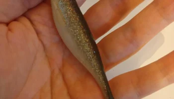 Рыболовная мягкая приманка Shad Mold 9см......... 2